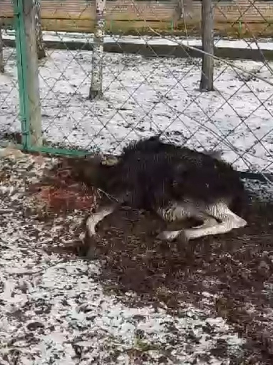 В Рыбинске погиб лосенок, заблудившийся в городе