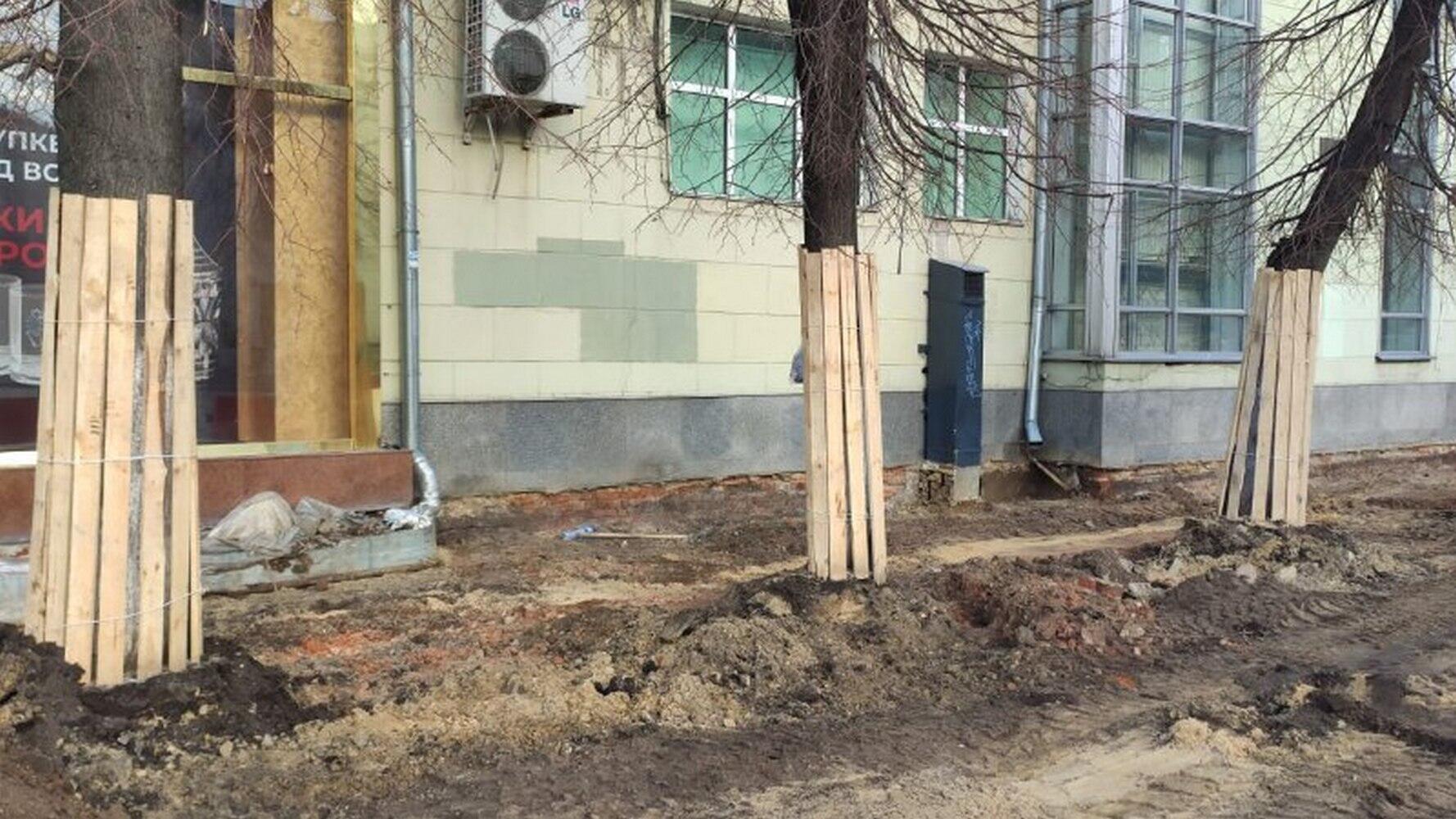 пересадка воронеж. пересадка воронеж. деревья в воронеже. воронеж проспект революции 2022. дет выкапывают дерево фото.