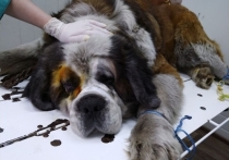 Ветеринарная станция Могочинского района провела операцию по коррекции век сенбернару, так как у пса появились проблемы с глазами