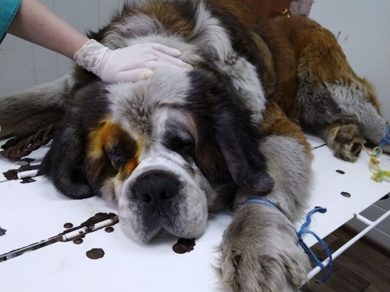 Ветеринары сделали пластическую операцию сенбернару в Забайкалье
