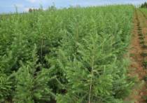 Новый питомник для разведения редких видов деревьев: лиственницы, кедра, сосны и ели, стали возводить в Приморском крае.