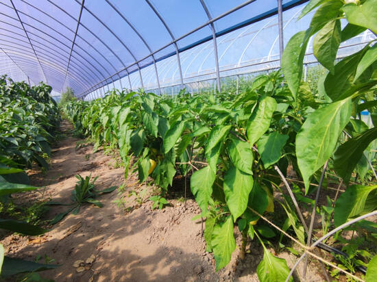 Начинающие фермеры Хабаровского края получат гранты