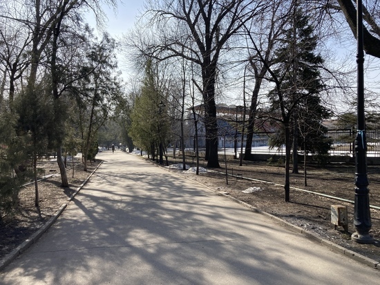 Благодаря саратовским общественникам число приговоренных к спиливанию в Липках деревьев уменьшилось в 8 раз