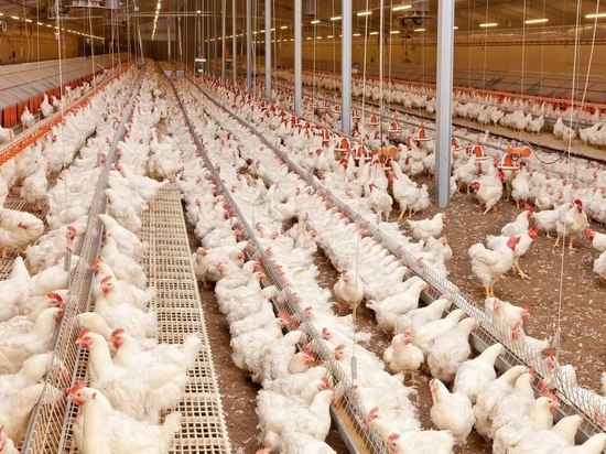 В 2022 году в Тверской области увеличилось производство мяса, птицы и молока