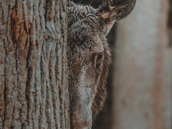 Убили беременную лосиху: зафиксировано рекордное количество случаев браконьерства в Карелии