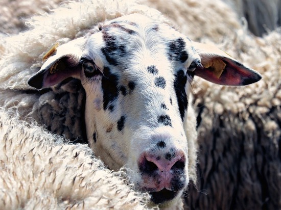Пастух из Краснознаменска украл из стада, которое пас, трех овцематок и продал