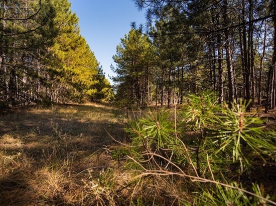 В Волгоградской области вводят запрет на посещение некоторых лесов