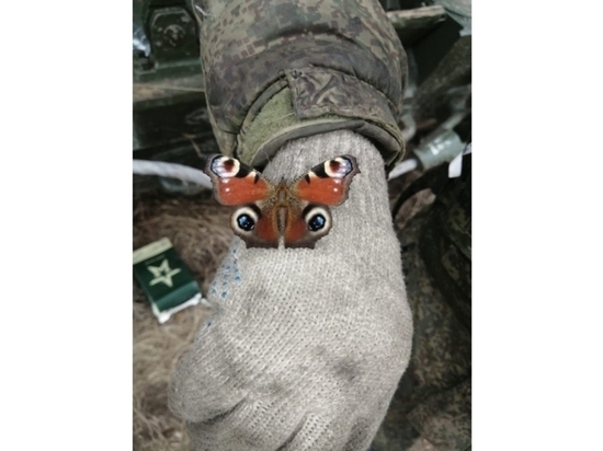 Забайкальские военные отогрели бабочку и отправили фото с Украины