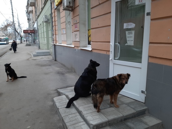 По улицам Саратова перестали бегать 152 собаки