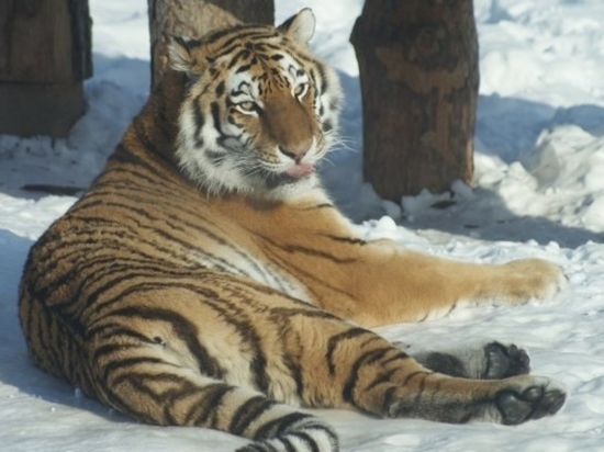 Тигрица Урсула в зоопарке Ижевска отметила 16-летие