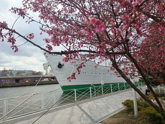 Возле Музея Мирового океана в Калининграде зацвела сакура