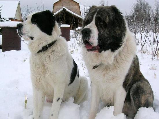 В Кирове на тропе здоровья две собаки напали на людей