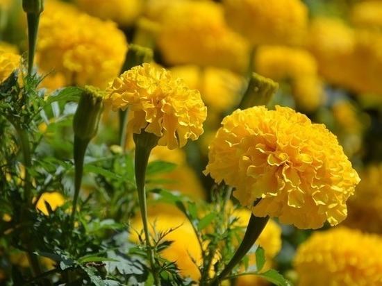 В Омске к 9 мая высадят более 45 тысяч цветов
