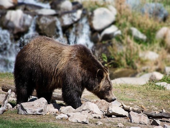 Стало известно, кто погиб от нападения медведя на Курилах