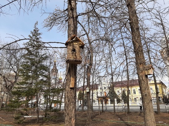 В Саратов прилетели скворцы из Марокко
