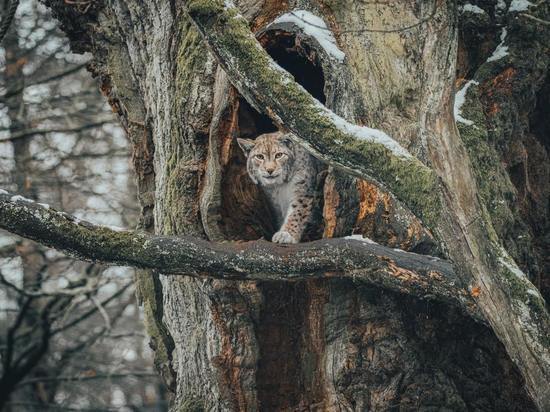 Беременную рысь смогла сфотографировать жительница Карелии