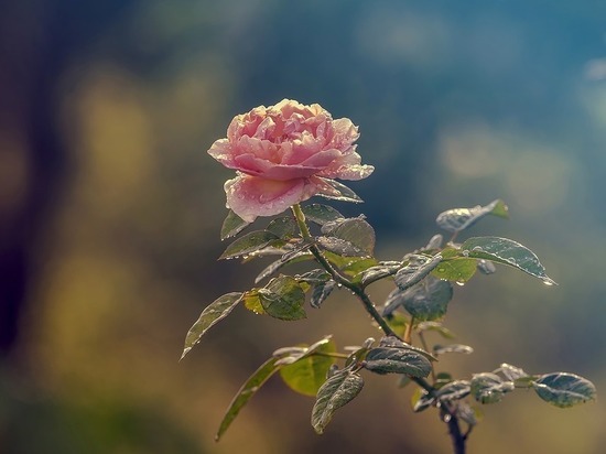 Создать единственный в стране лабиринт роз хотят в Сочи