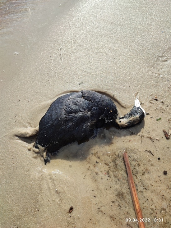 Воронежские экологи пообещали разобраться в массовой гибели водоплавающих птиц у Вогрэсовского моста