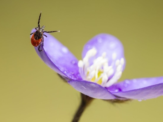Масштабная обработка территорий от клещей пройдет в Хабаровске