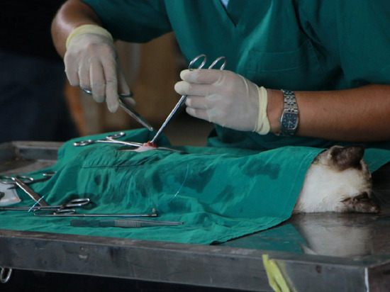 Резать наживую? Алтайские ветклиники бьют тревогу из-за дефицита анестезии для животных