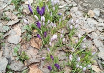 Фиолетовые цветы - крокусы заметили в Первомайском районе Новосибирска недалеко от станции "Звездная"