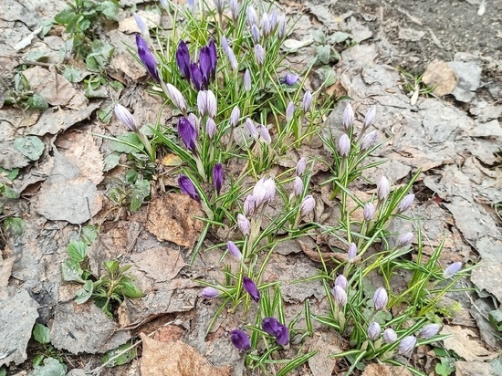 Не подснежники: первые весенние цветы появились в Новосибирске