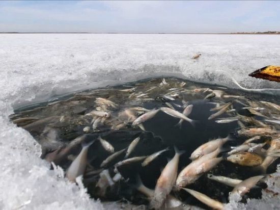 На озере Черталы на севере Омской области случился большой замор рыбы
