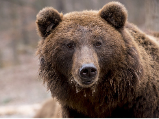 В Мурманской области проснулись медведи – их следы удалось запечатлеть на фото