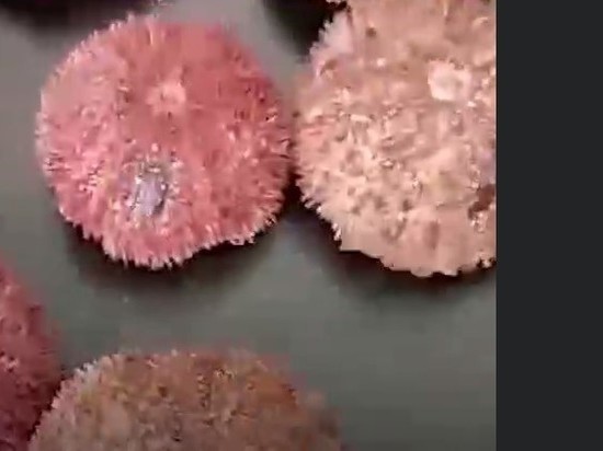 Mash: В Южно-Курильске началась массовая гибель морского ежа