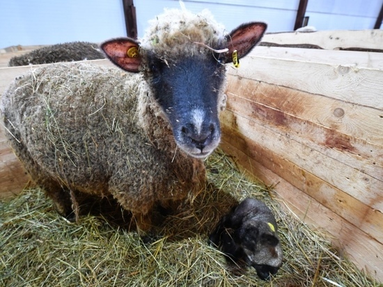 Дополнительную землю для разведения перспективных овец выделят в Карелии
