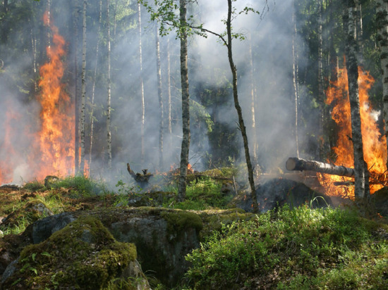 В Алтайском крае начался пожароопасный сезон