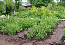 В Барнауле начинается садоводческий сезон