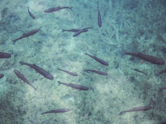 Минприроды Чувашии ведет проверку вод в месте массовой гибели рыбы