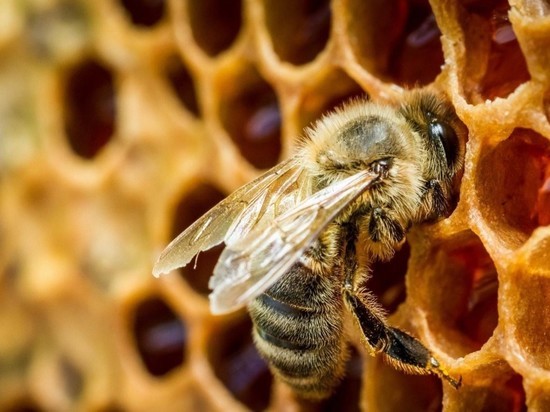 В тверской лаборатории исследовали пчел, погибших от опасной болезни
