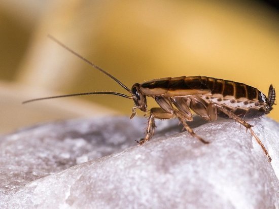 «Продолжают хрустеть под ногами»: сахалинцы пожаловались на полчища тараканов