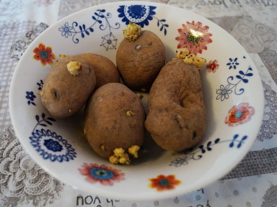 Ученый Мальцев рассказал об опасности пережившего зиму картофеля