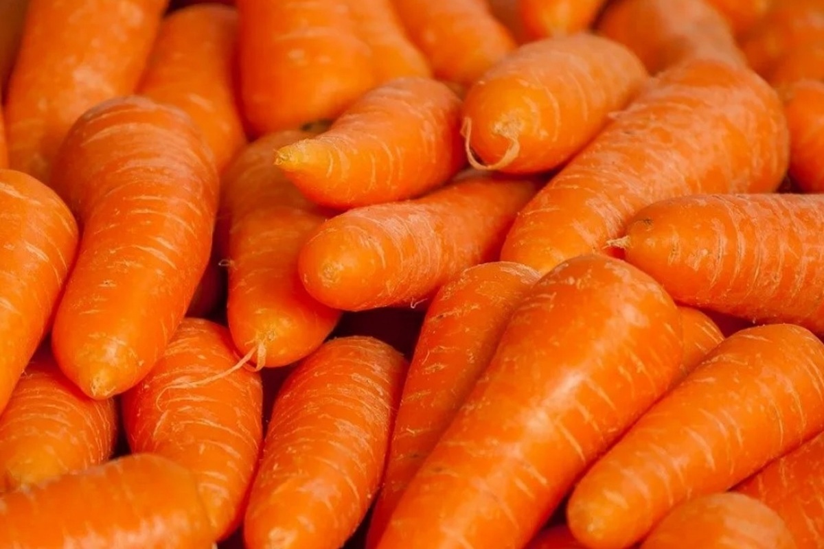 Эксперты рассказали как правильно возделывать морковь, чтобы был большой урожай