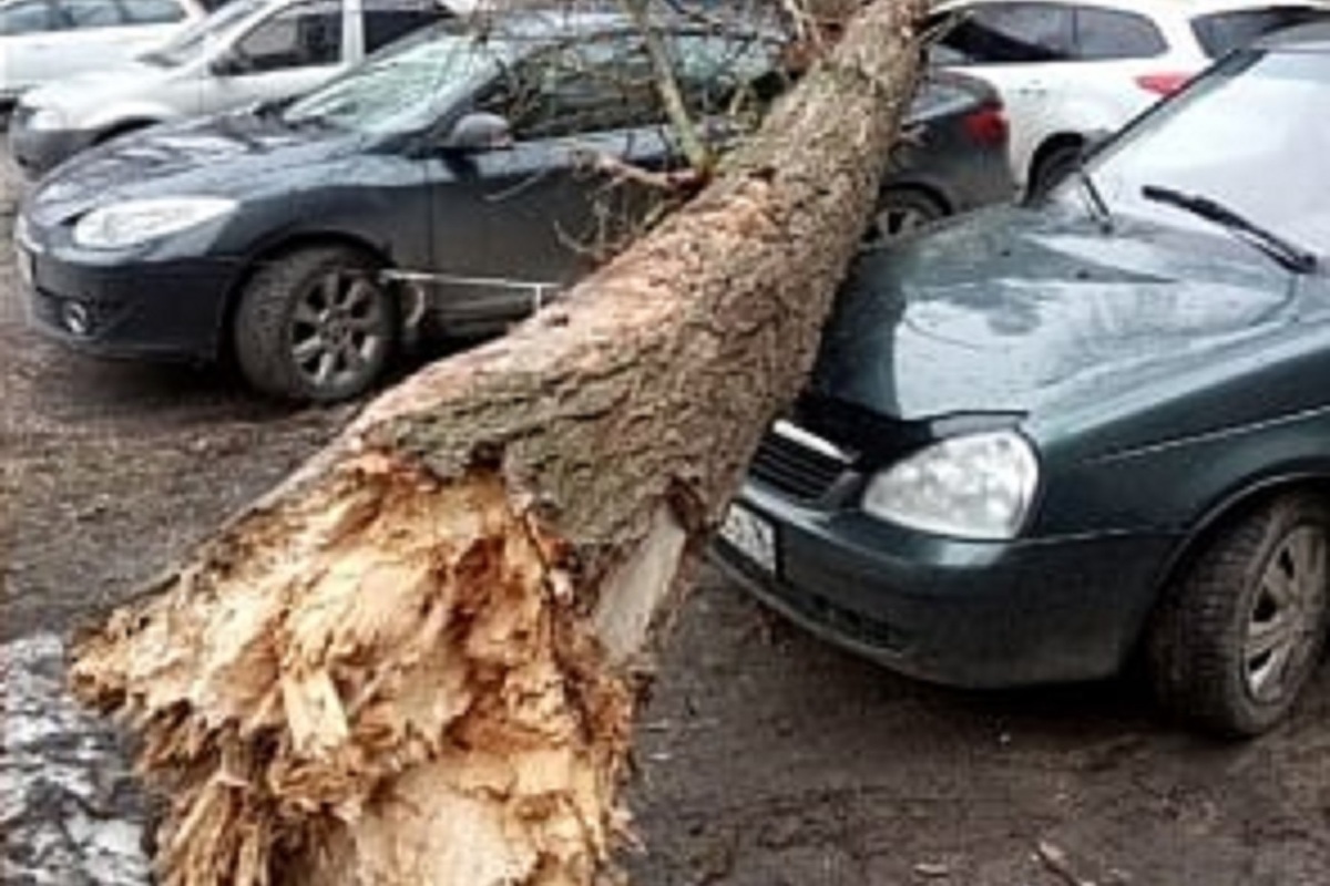 Во дворе упало дерево что делать. Упавшие деревья Ярославль. Падение дерева на машину Ярославль. Упавшее дерево. Человека раздавило деревом.