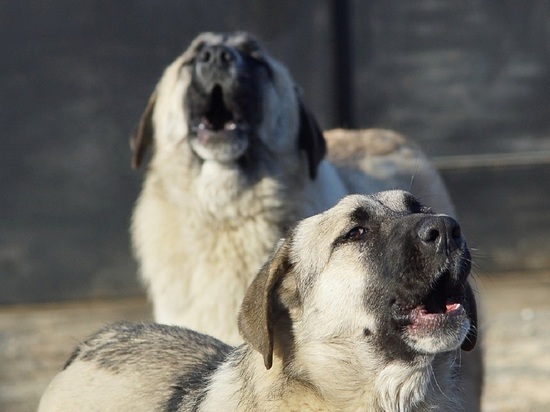 В России предлагают хозяев, выбрасывающих собак, наказывать крупными штрафами и принудительными работами в собачьих приютах