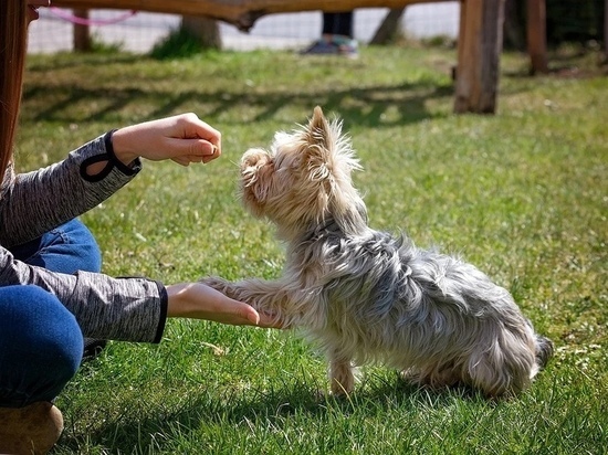 Мурманская область займется обучением собак: у Администрации появятся три кинологические площадки за 1,4 миллиона