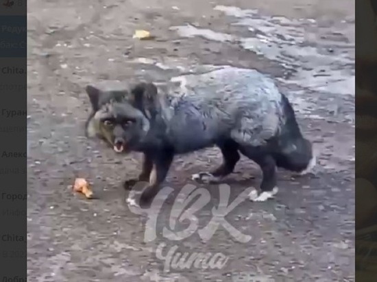 Хозяин пойманной в Чите чёрно-бурой лисы не нашёлся