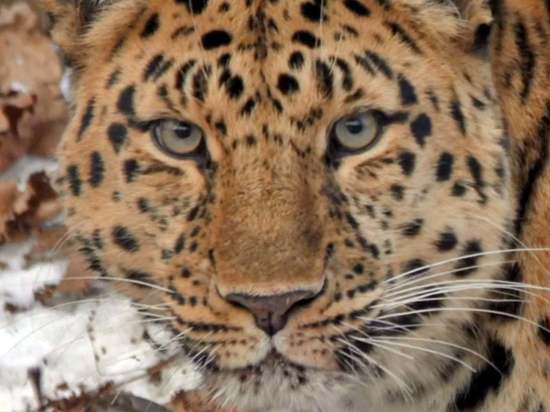 День леопарда во Владивостоке будут отмечать с размахом