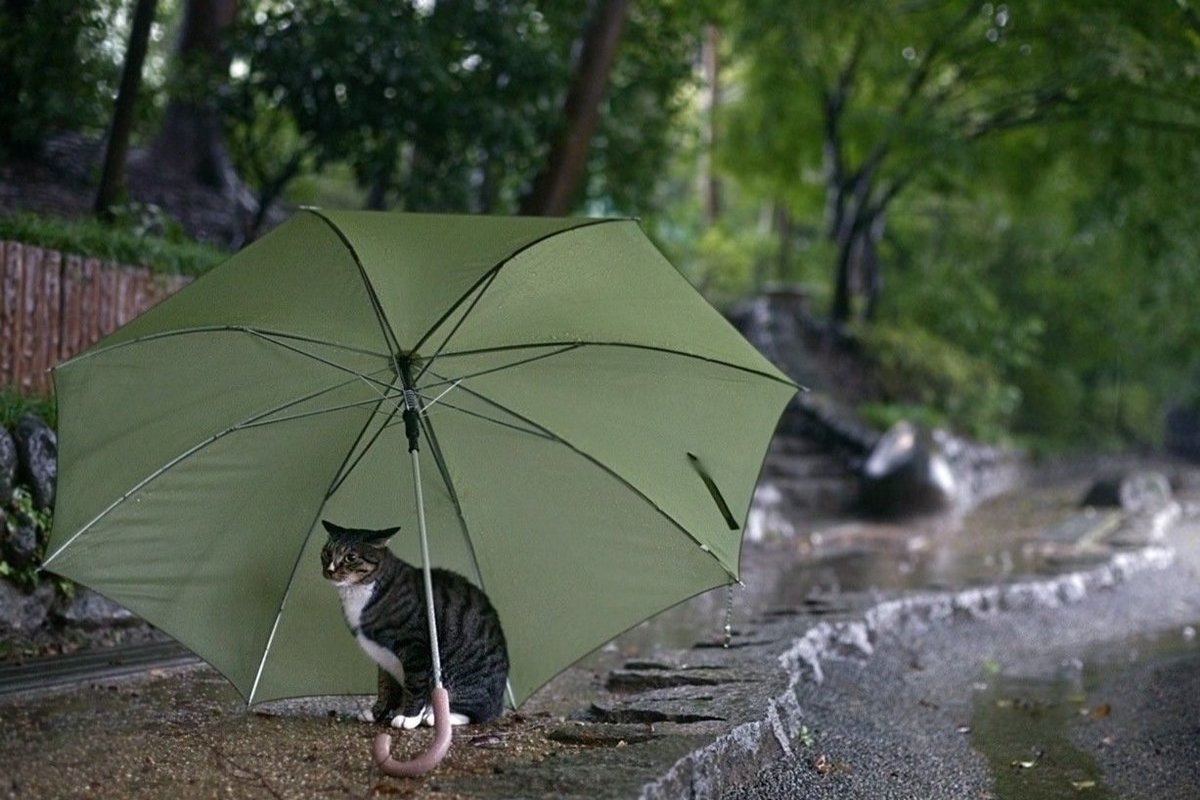 Ветер для зонта
