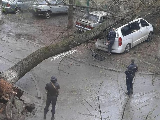 В Ростове дерево упало на припаркованный автомобиль