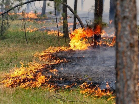 Жители Новосибирска получили СМС-сообщения о высокой пожарной опасности