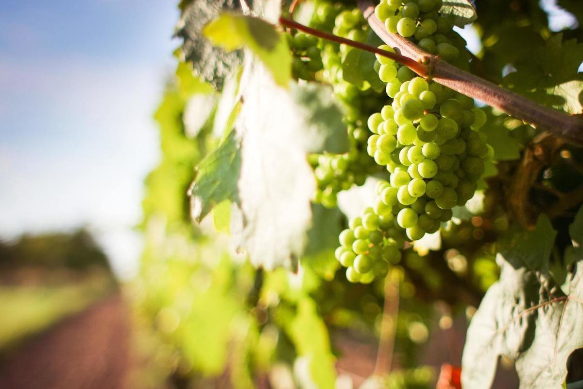 Дачникам рассказали об обработке винограда весной - МК