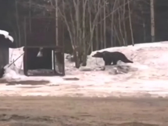 Неуловимого медведя не смогли поймать на территории комбината в Карелии