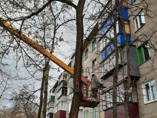 В Курске проводят весеннюю опиловку аварийных деревьев