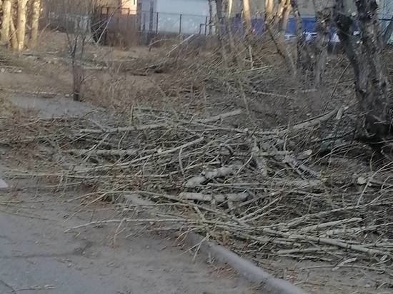 Читинцы пожаловались на обрезанные деревья на улице Малой в Чите
