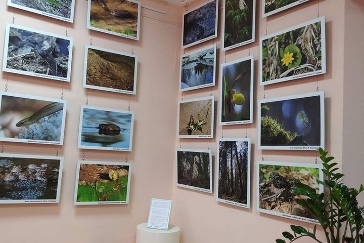 В Чухломском краеведческом музее открылась фото-экспозиция «Сказки Кологривского леса»